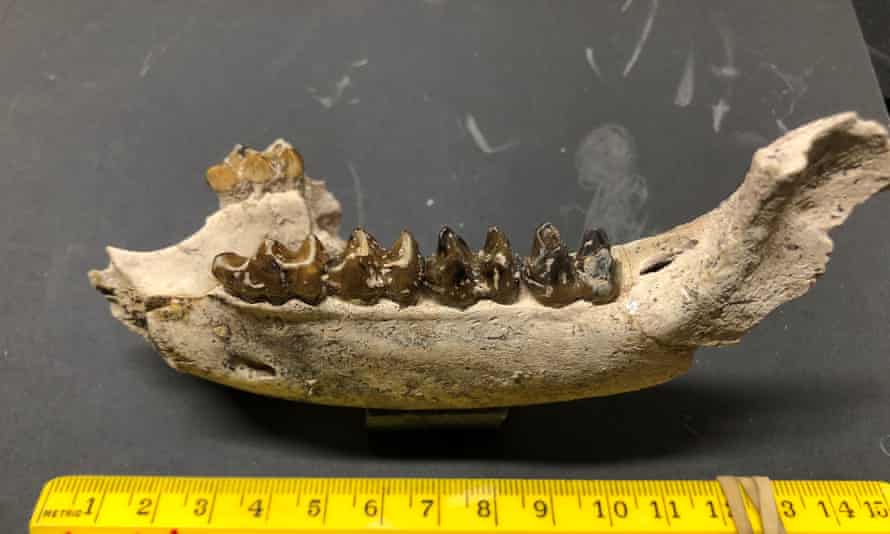 A tapir jaw.