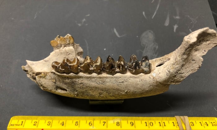 How a ranger stumbled upon one of the largest fossil finds in California history | California | The Guardian