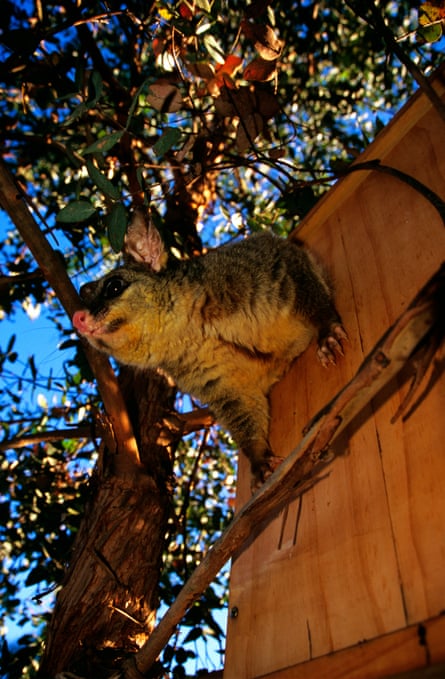 A common brushtail possum peeks out of a nest box.
