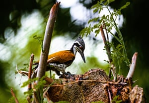 Um grande flameback feminino (Chrysocolaptes guttacristatus) senta-se em uma árvore moringa em decomposição para comer insetos em Tehatta, Bengala Ocidental, Índia