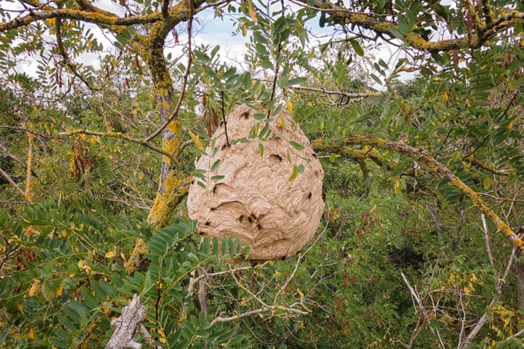 Asian hornet nests can grow to the size of a watermelon by late summer. Photograph: Thomas Lenne/Alamy