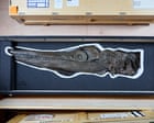 Tentacles, pointy teeth and the T-rex of the sea: the Natural History Museum on beasts that once ruled the oceans