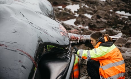 A woman in a day-glo jacket examines a beached whale