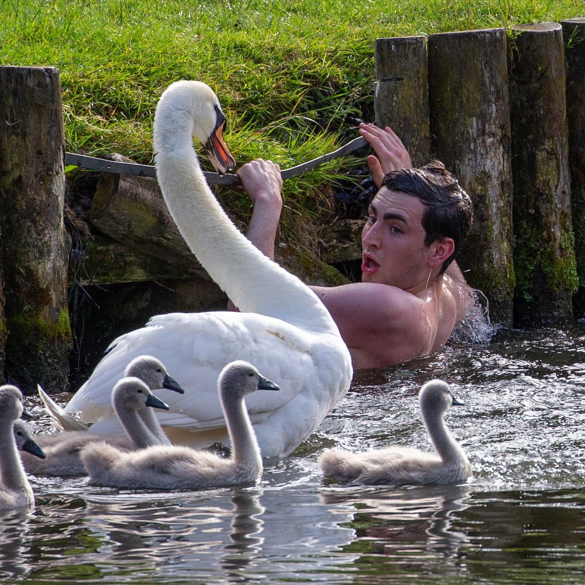 Asbaby The Swan Terrorising Cambridge Punters Just Like His Granddad Birds The Guardian Asbaby The Swan Terrorising Cambridge Punters Just Like His Granddad Birds The Guardian