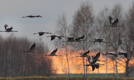 A flock of common cranes in Poland’s Bielawa reserve.
