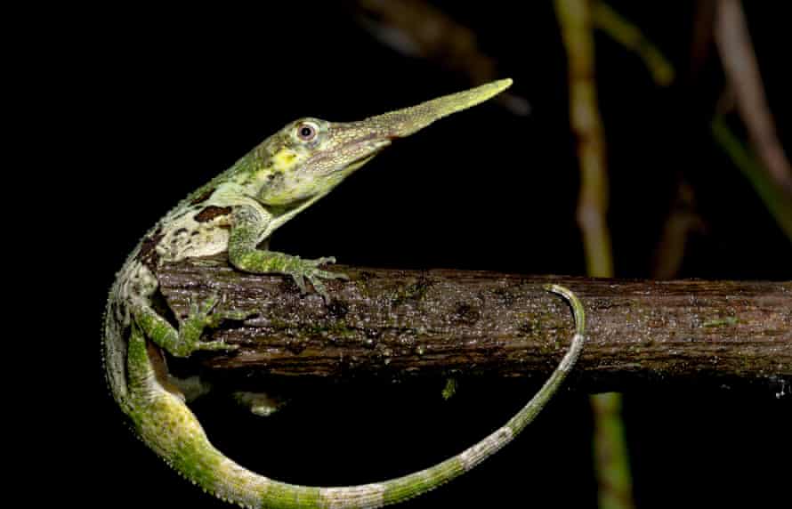 Retas raguotas anolių driežas, pavaizduotas Ekvadore.  Buvo manoma, kad jis išnyko, kol buvo iš naujo atrastas 2005 m.