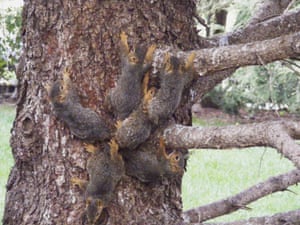 The tails of six young squirrels are stuck together by tree sap in the Omaha, Nebraska, US. Wildlife workers managed to untangle the young squirrels