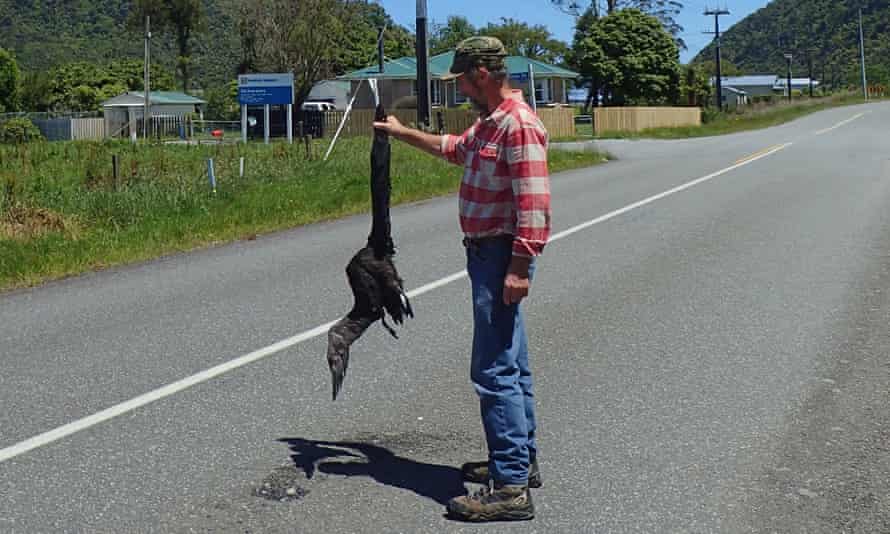Westland Petrel, víctima de la lluvia radiactiva cerca de Greymouth, Nueva Zelanda.