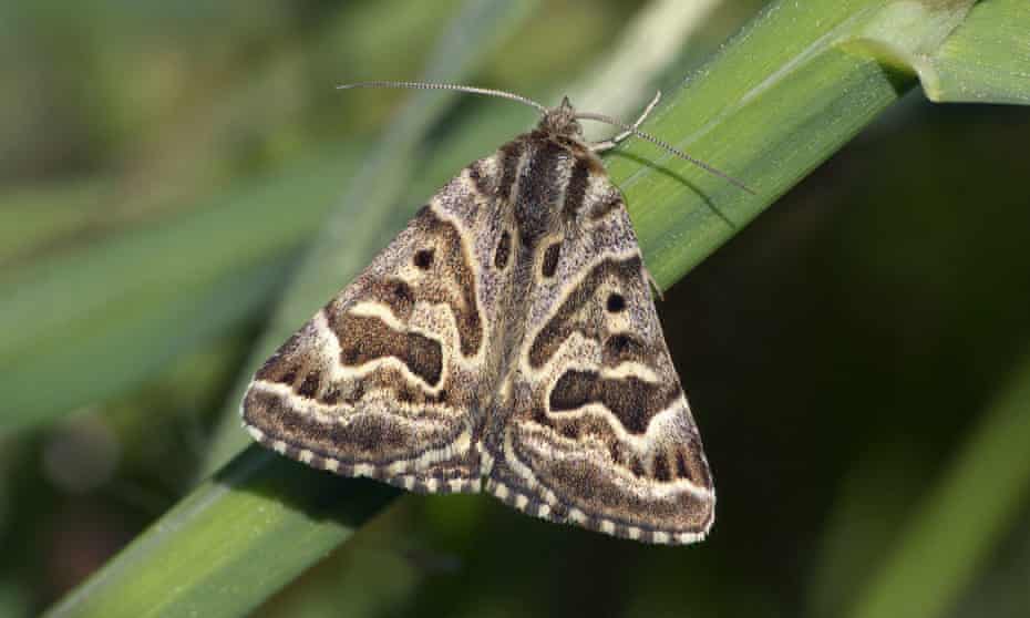 A Mother Shipton moth, one of more than 2,500 species of the insects. 