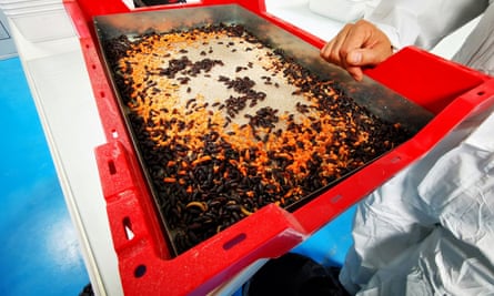 Adult mealworm beetles, which are used for reproduction, eat pieces of carrot in a container at the laboratory of the insect farm Ynsect