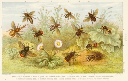 A 19th-century print of bee species.