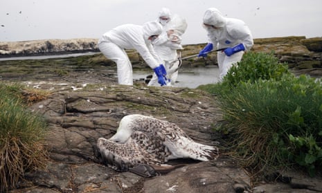 National Trust rangers clear dead birds from Staple Island, off the coast of Northumberland.