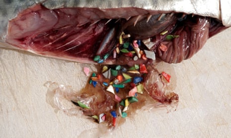 Fish eat microplastics driven by their odour. Above, debris found in the stomach of a fish in Portugal.