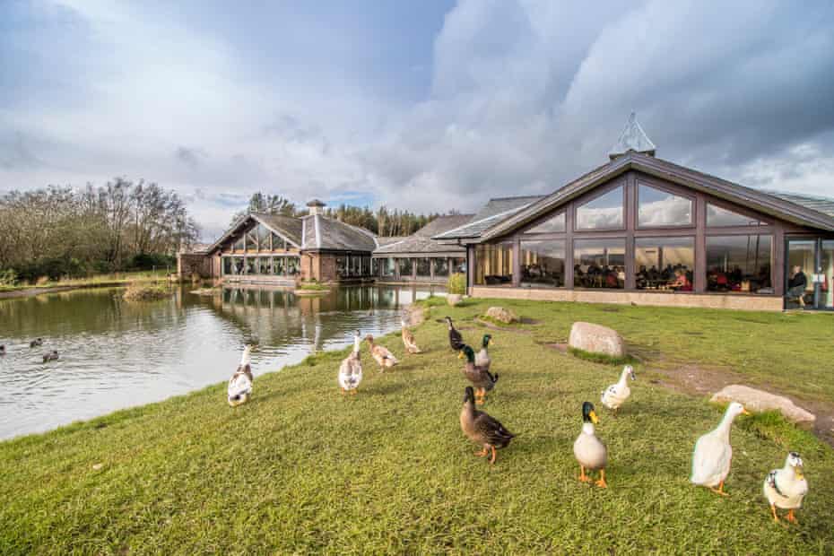 Ducks at Tebay Services