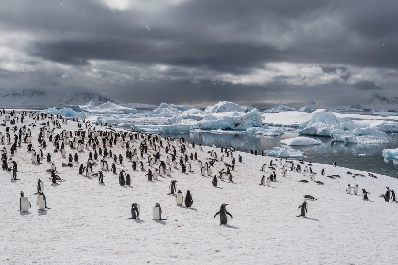 Penguins, Antarctic Peninsula