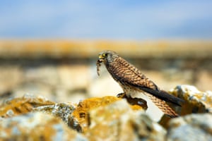 The common kestrel, nesting among rocks, hunts for prey in its natural habitat to feed its newly hatched chicks in Ereli district of Konya, Turkey