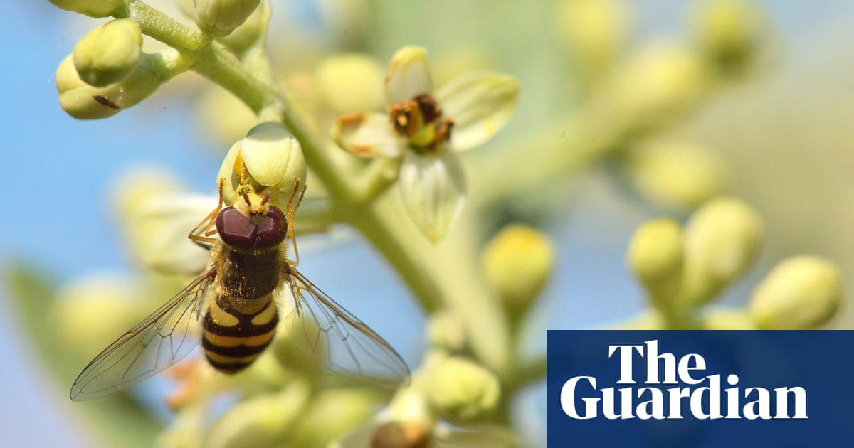 Pollen aplenty and sunlit poppies readers' best photographs