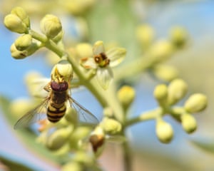 East Sussex, UK ‘A pollen-dusted hoverfly feeding on an olive flower during a hot summer day.’