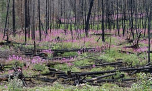 Fireweed springs up in the wake of forest fires.