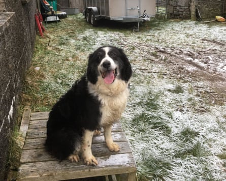 Moss the dog at the farm.