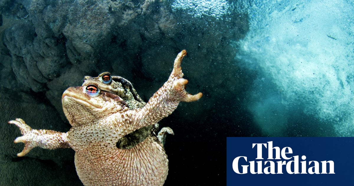 ‘The cars just turn them into mush’: can Britain’s toads be saved from traffic and terrible decline?