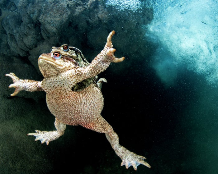 ‘The cars just turn them into mush’: can Britain’s toads be saved from traffic and terrible decline?