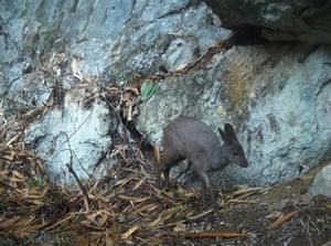 Conservacionistas da Fauna e Flora no Vietnã capturaram imagens de armadilhas fotográficas do cervo-almiscarado da floresta em extinção na província de Cao Bang, a primeira vez na natureza nesta área em décadas. O cervo-almiscarado da floresta é uma das oito espécies de cervo-almiscarado, encontradas principalmente na Ásia. O cervo-almiscarado da floresta é uma espécie em extinção, com números baixos no Vietnã; sua população no país foi estimada pela última vez em 2023 em menos de 50 indivíduos. Embora a população do cervo-almiscarado da floresta seja extremamente baixa, a espécie ainda enfrenta pressão de armadilhas e laços pesados e fragmentação do habitat.