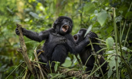 Baby gorillas play together in a Ugandan national park