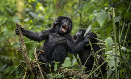 Des bébés gorilles jouent ensemble dans un parc national ougandais
