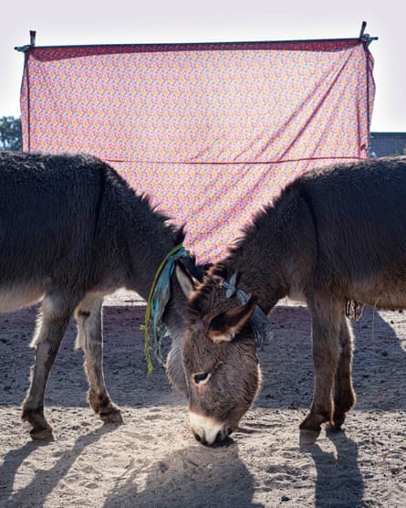 Two donkeys lower their heads together to eat in front of a patterned backdrop