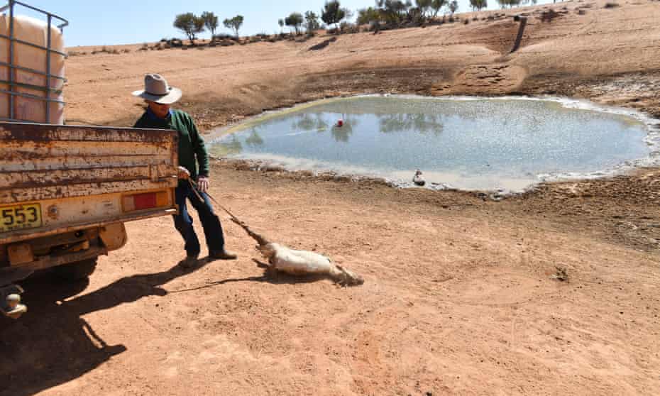 Lachlan Gall pulls a dead goat out of one of his dams, on his property in New South Wales in August 2018 during the worst drought affecting the region in a century.