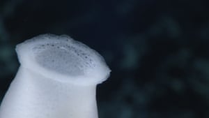 A glass sponge in the family Euplectellidae observed during the 2021 North Atlantic Stepping Stones diving expedition.