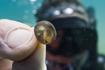 A diver holds a pea-sized transparent egg to the camera while underwater