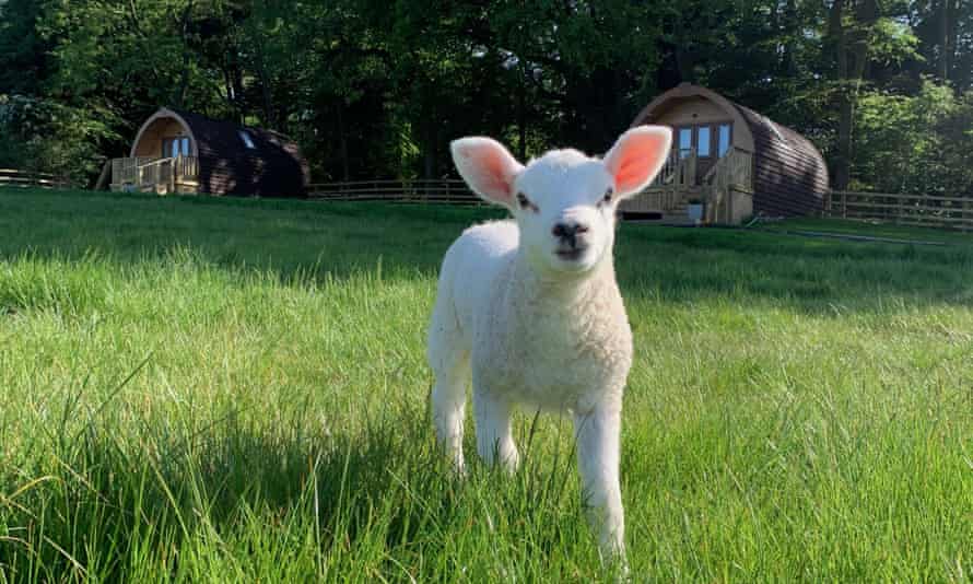 A lamb at Wolds Walk Glamping spring visits