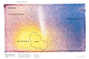 Miniature QR codes mapped the activity of individual ants in a colony.