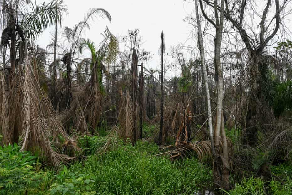 A forest charred by a recent oil fire on Ekpeye land in Nigeria's Rivers state.