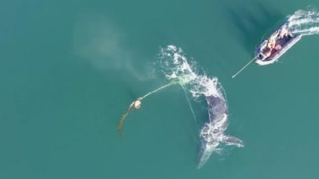 Drone footage shows humpback whale entangled in heavy crab line off Alaska – video