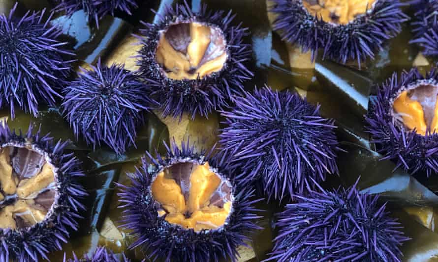 Purple sea urchins helped lay waste to over 90% of California’s vast bull kelp forests between 2014 and 2016.