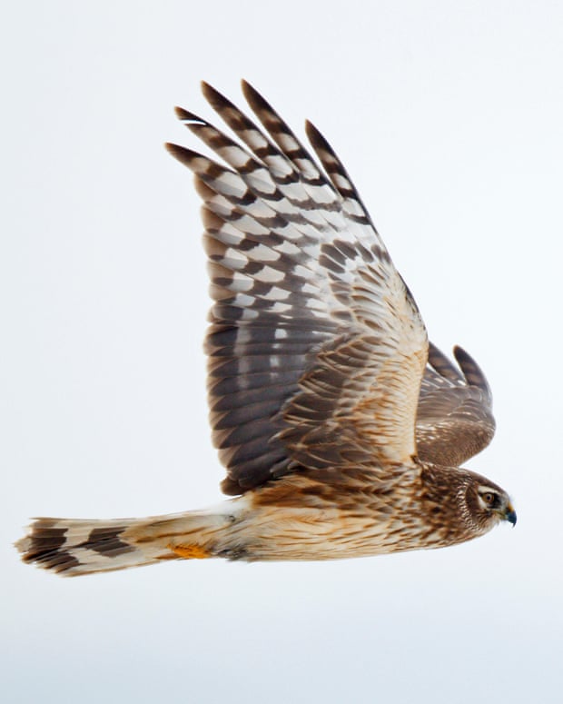 New chicks raise hope for hen harrier survival … but shooters take aim 2094