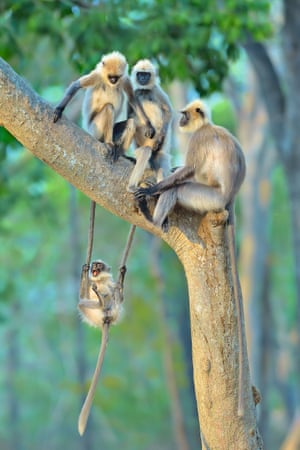 India: a little langur swings on the tails of two adults as the group of black-footed grey langurs settle into a tree for the night.