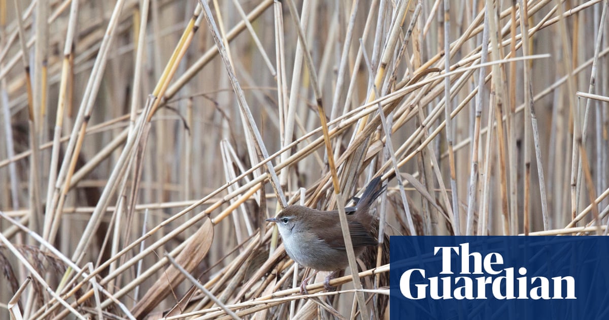 I did it. I actually saw a Cetti's warbler | Lev Parikian