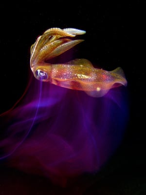 A reef squid