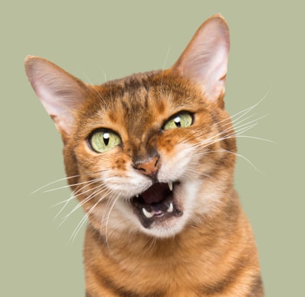 A light brown stripy cat with its teeth showing, against a pale green background