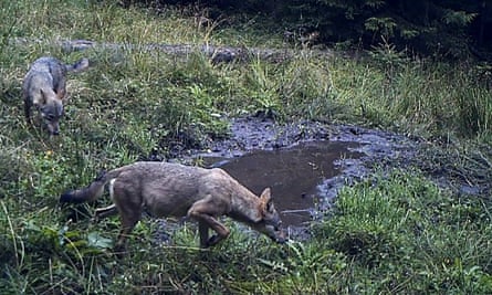 Image taken by a motion-activated camera attached to a tree shows wolves in the Beskidy mountains.
