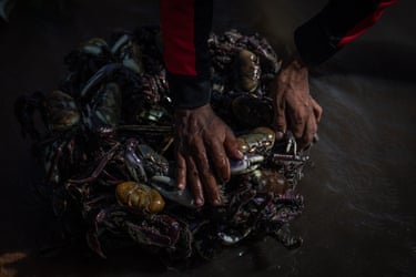 A fisherman’s hands holding a catch of crabs