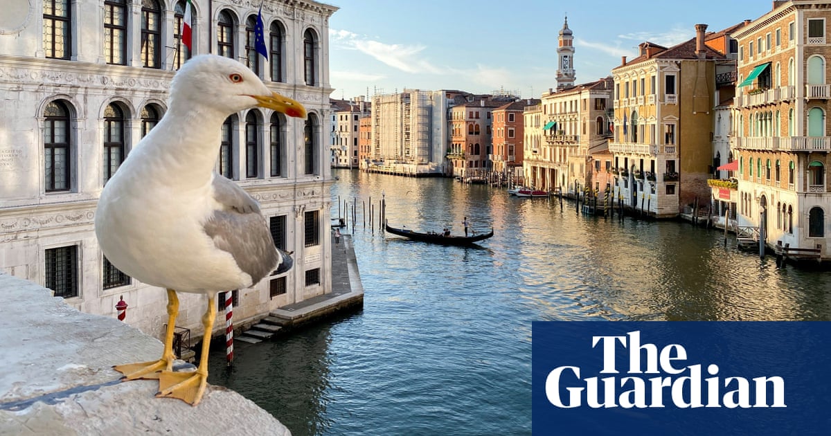 Venice hotel guests issued with water pistols to shoot gulls