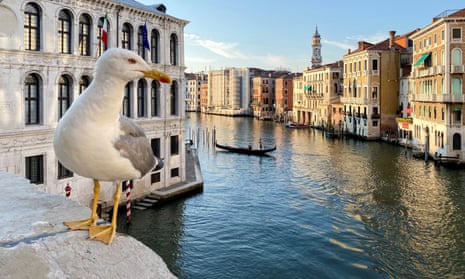 A gull on the Grand Canal in Venice.