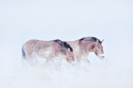 Przewalski’s horses in the snow in Hustai national park