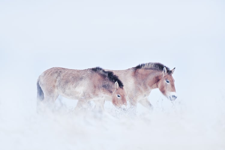 Hustai national park is home to Mongolia’s largest population of Przewalski’s horses