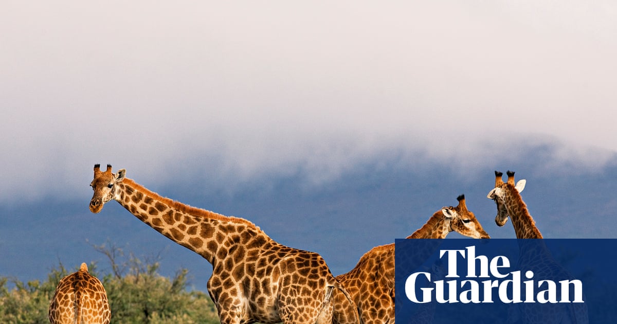 Everything Evolves by Mark Vellend review can Darwin explain JD Vance?